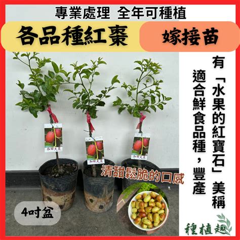 紅棗盆栽|【紅棗樹種植】最甜美的滋味！紅棗樹種植全攻略，掌握秘訣，豐。